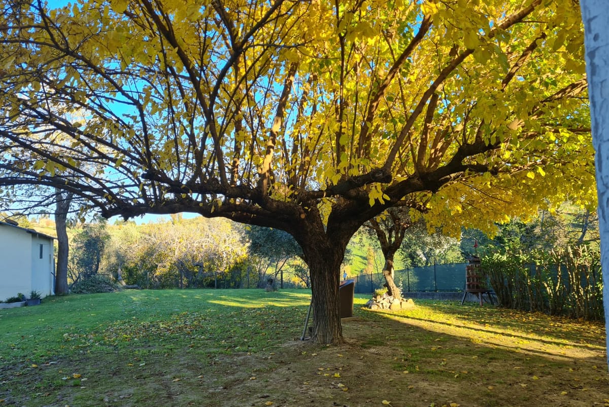 Giardino del B&B Verdi Colline a Serra de’ Conti