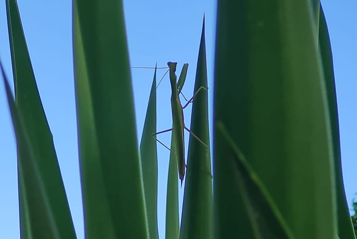 Mantide religiosa tra le foglie nel giardino di Verdi Colline