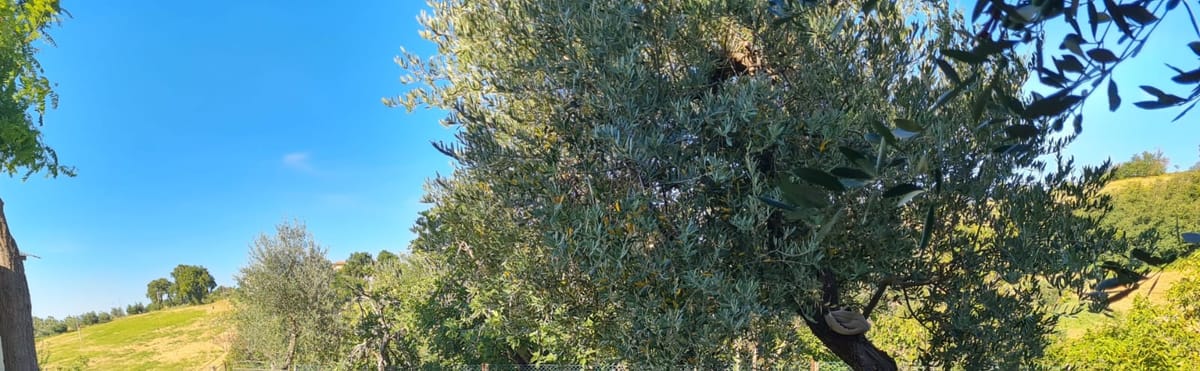 Ulivo nel giardino di Verdi Colline con le colline sullo sfondo